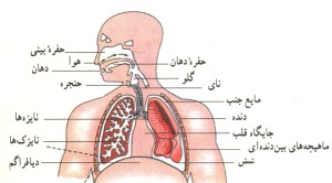 دستگاه تنفس انسان